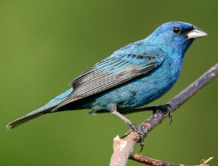 Indigo Bunting 