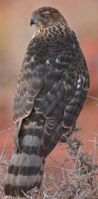 Cooper's Hawk