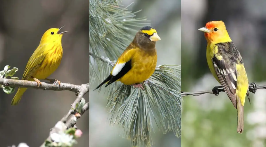 Yellow Birds in Different Cultures