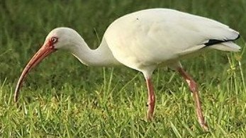 American White Ibis