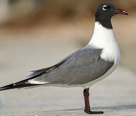 Laughing Gull
