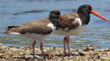 American Oystercatcher