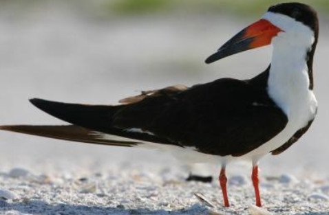 Black Skimmer