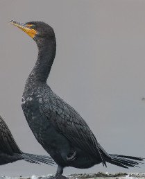 Double Crested Cormorants
