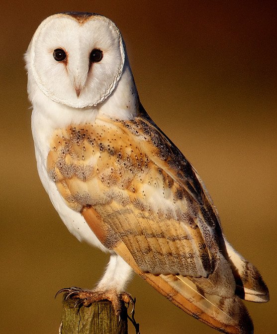Barn Owl
