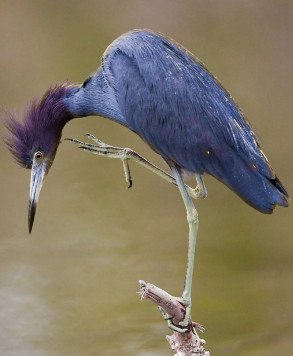 Little Blue Heron