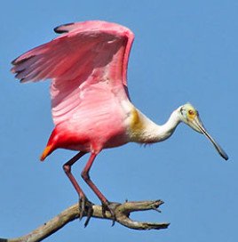 Roseate Spoonbill
