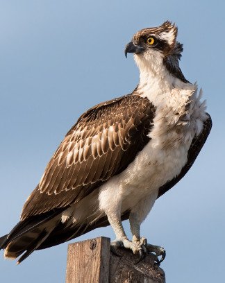 Osprey