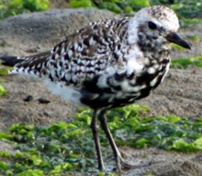 Black-bellied Plover