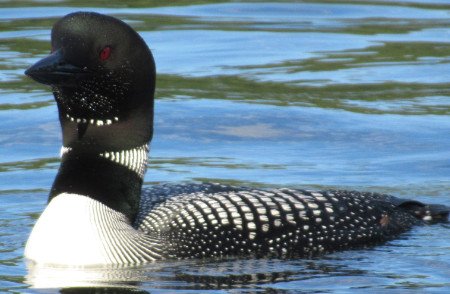 Common Loon
