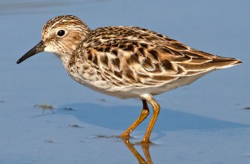 Least Sandpiper