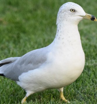 Ring-Billed Gull