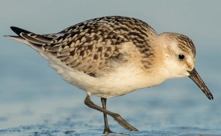 Sanderlings