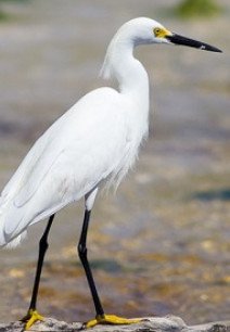 Snow Egret