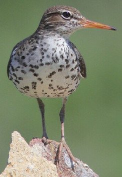 Spotted Sandpiper