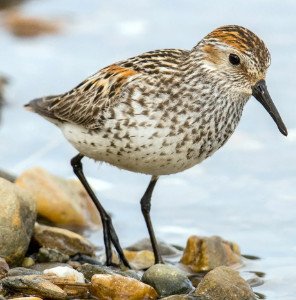 Western Sandpipers