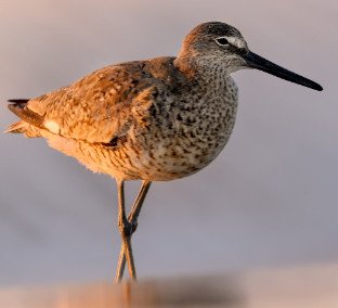 Willet