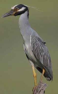 Yellow-Crowned Night Heron