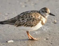 Ruby Turnstone