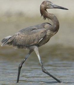 Reddish Egret