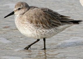 Red Knot