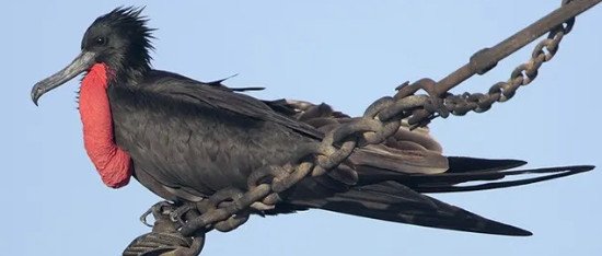 Magnificent Frigatebird