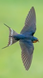Barn Swallow 