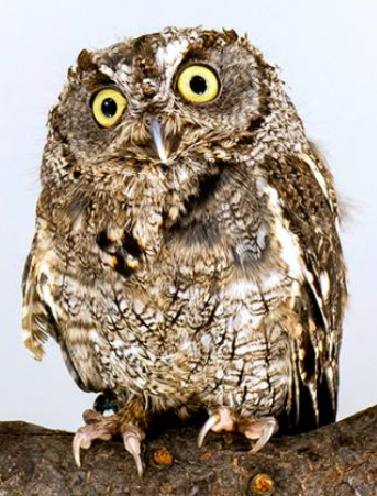 Western-Screech Owl