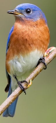Eastern Bluebird 