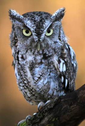 Eastern-Screech Owl