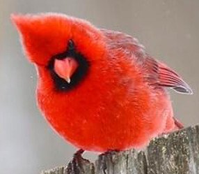 Northern Cardinal