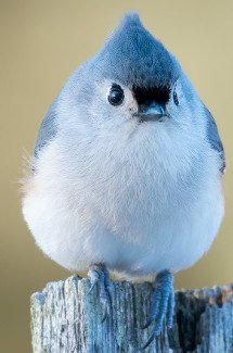 Tufted Titmouse