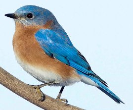 Eastern Bluebird