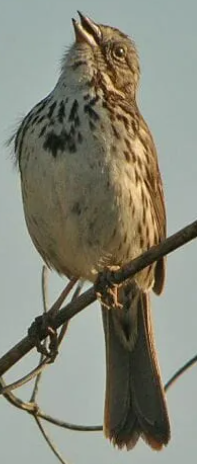 Song Sparrow 