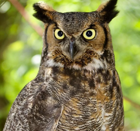 Great Horned Owl