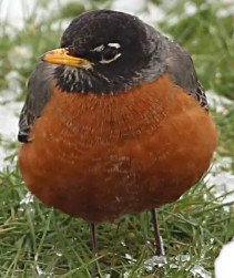 American Robin