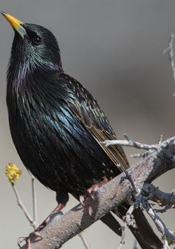 European Starling