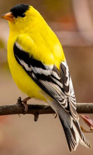 American Goldfinch