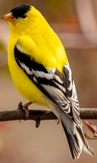 American Goldfinch 