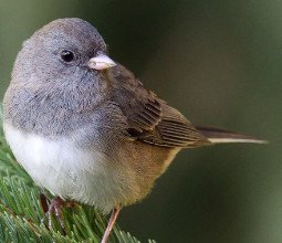 Dark-Eyed Junco