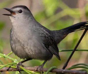 Gray Catbird