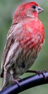 House Finch