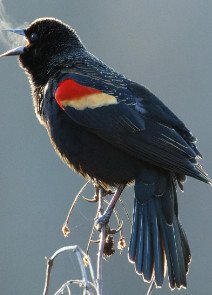 Red-Winged Blackbird