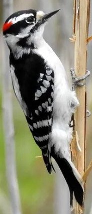 Downy Woodpecker