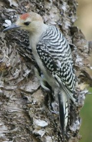Red Bellied Woodpecker
