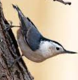 White Breasted Nuthatch