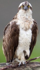 Osprey