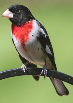 Rose-Breasted Grosbeak