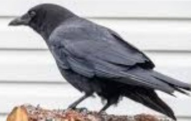 American Crow