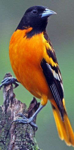 Baltimore Oriole